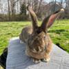 Continental Giant rabbit female brown - will be huge