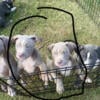 10 week Xl bully pups for sale