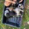 Texas Heeler Puppies FOR SALE!