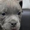 American Bully Puppies