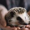 Pet Hedgehogs find yours today!