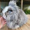 Purebred Proven Blue VM Double Mane Lionhead Doe for Sale! Ready NOW!