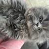 Persian kitten (blue Persian kitten) $750.00