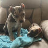 Pocket bullies Black Friday sale