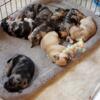 Merle French Bulldog/Pug Mix Puppies