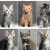 Beautiful Maine Coon Kittens