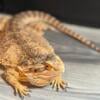 Female bearded dragon