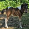 Baby Paint Pony for sale