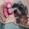 Shorkie girl.