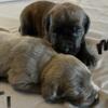 AKC and ICCF Cane Corso pups born 12/15/23