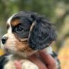 AKC registed Cavalier King Charles Spaniel