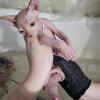 Sphynx Kittens ready December 1, 2025