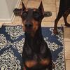 Female Doberman Puppy