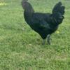 All Black Rooster, just starting to crow