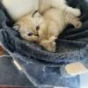 One blue point Persian kitten left