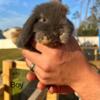 Holland Lop Bunnies for sale