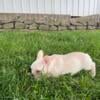 French bulldog puppies