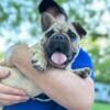 AKC French Bulldog Male