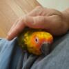 Sun Conures