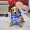 Standard Goldendoodle Puppy, Teddy