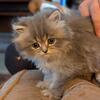 Adorable CFA Registered Silver Shaded Persian