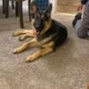 Dog for sale German Shepherd Male