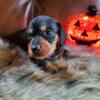 Mini black and tan female doxie