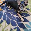 Needs home now: Stunning Blue eyed little girl!