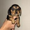 Beaglier (beagle/King Charles spaniel)