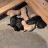 Beautiful Yellow and Black lab pups- females(3)