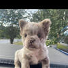 Fluffy Frenchie for sale 