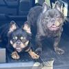 Fluffy French bulldog up for stud