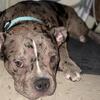 dogs needs a home 