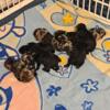 Gorgeous Standard Poodle Puppies for sale 