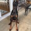 Doberman pinscher AKC