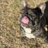 REHOME FRENCH BULLDOG