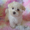 Our Gorgeous New Babies ~ Malshi Puppies (3/4 Maltese 1/4 Shihtzu) ~  "Opal" and "Oakley" are Ready For Their New Home!