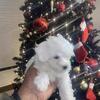 Shihpoo puppy