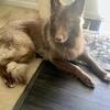 Gaurdian German Shepard x Wolf Hybrid