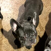 French Bulldog Tiny Female