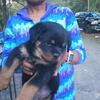 Holiday Rottie pups . Christmas steal for top-quality babies!