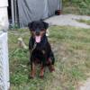 9 month old female Rottweiler available 