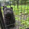 2 female black chows ready for their new homes