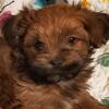 Akc Championlines Havaneses