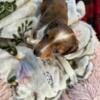 Longhair miniature dachshunds $1000 