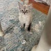 10 week old male Siberian kitten