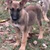 German shepherd puppies