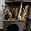 Beautiful Bengal Kittens