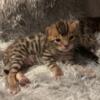 Bengal Kittens AVAILABLE NOW