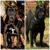 Championship Bloodlines Cane Corso